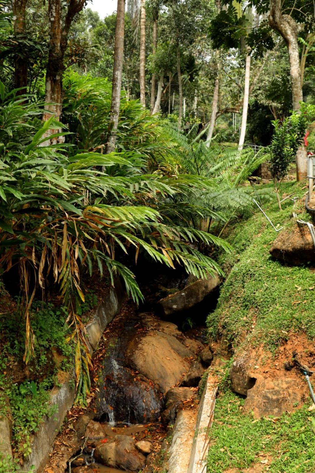 Garden Of Eden-Thottam Munnar-Hiking And Camping Anachal Екстер'єр фото